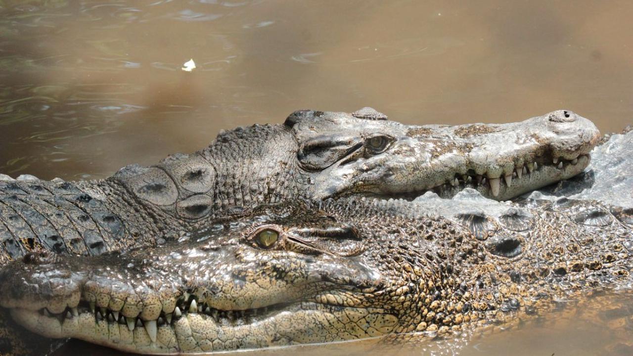 7. Buaya