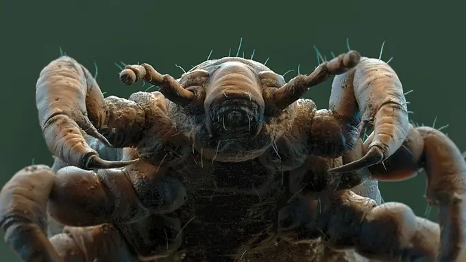 Selain Kutu Kemaluan, 2 Jenis Parasit Ini Juga Ada di Tubuhmu