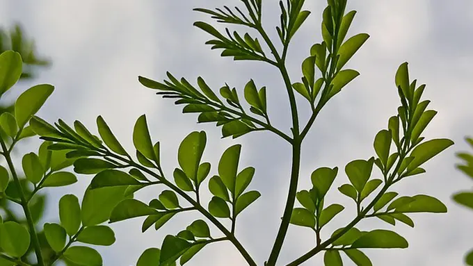 Green Moringa Leaf