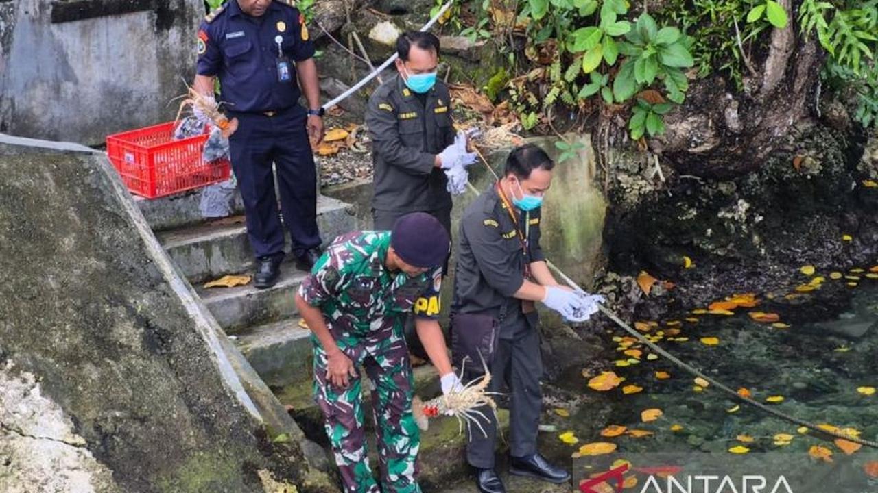 BKHIT Papua Barat Lakukan Pelepasliaran Lobster Bertelur di Manokwari, Jaga Populasi Laut