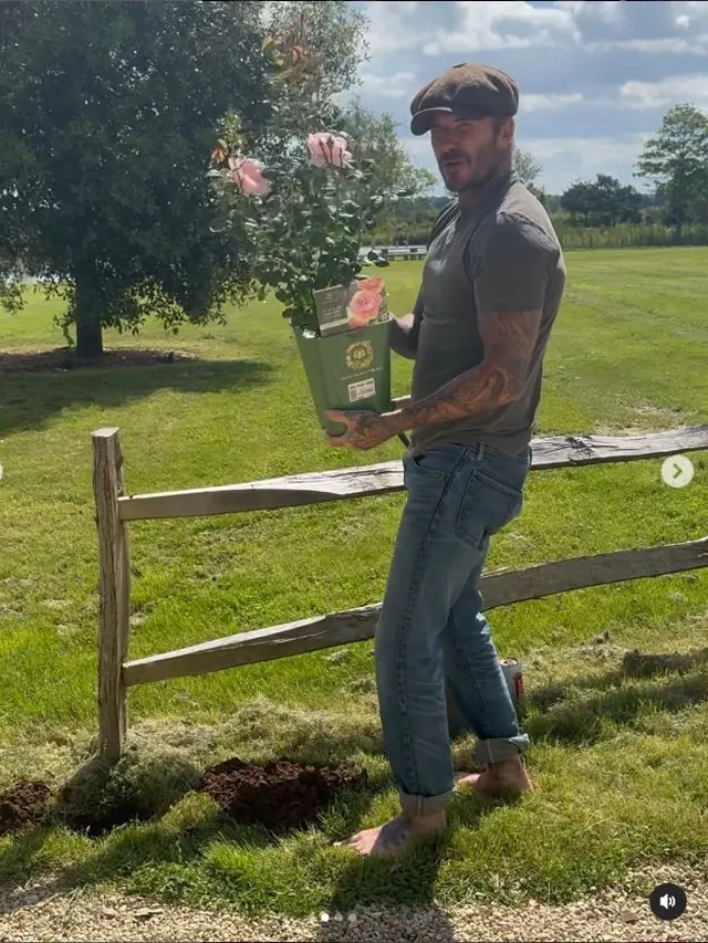 6 Potret David Beckham saat Berkebun, Panen Daun Bawang untuk Victoria