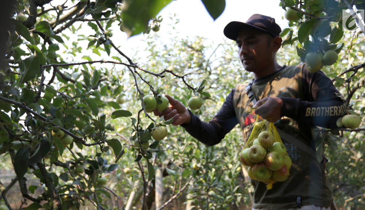 Lukisan Malang: Tiket Masuk Kebun Apel Malang