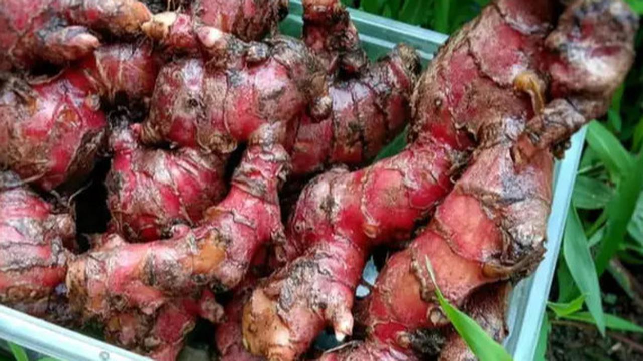 Khasiat Jahe Merah Untuk Kesehatan, Salah Satunya Memperkuat Daya Tahan Tubuh