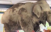 Detik-Detik Gajah Liar Masuk Minimarket di Thailand, Pulang Bawa Sebungkus Makanan Ringan