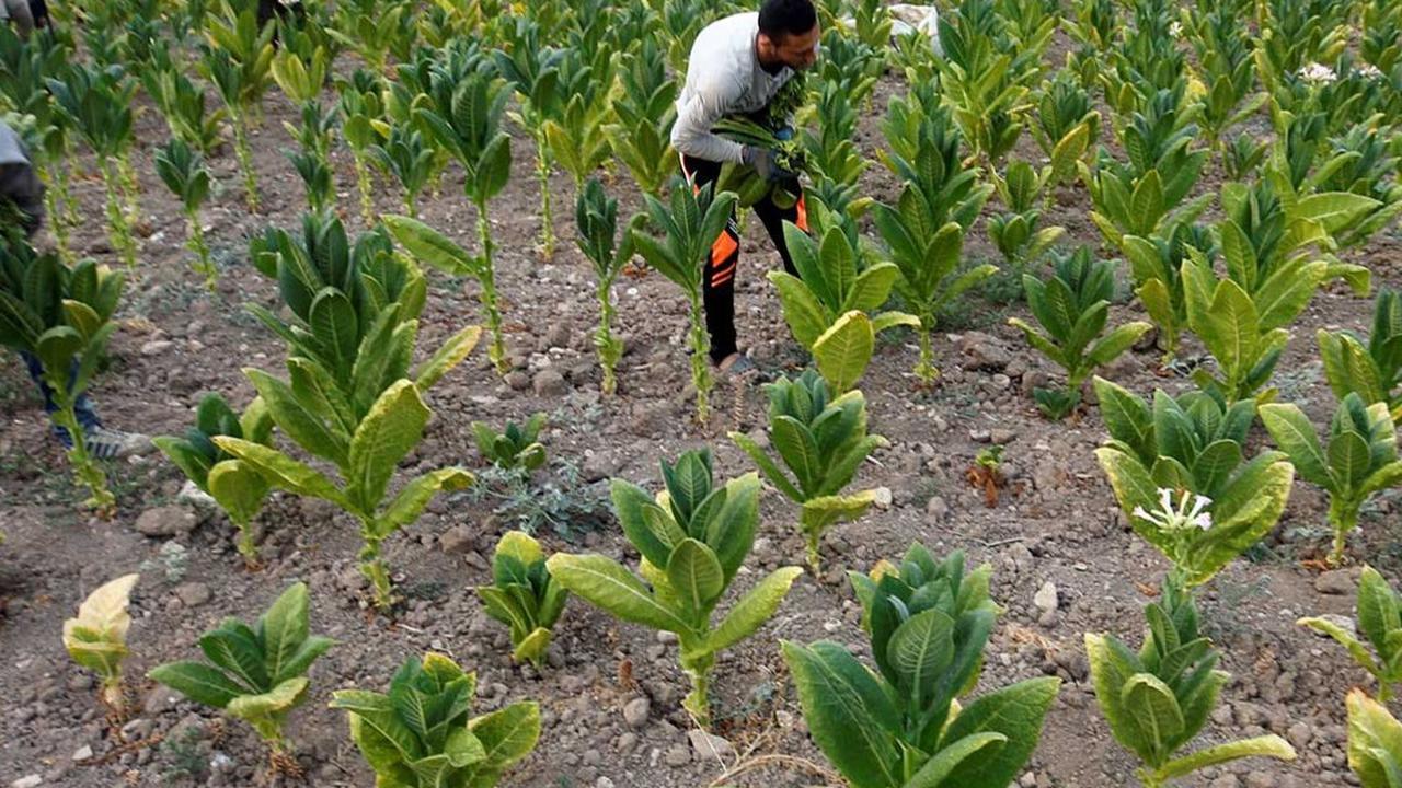 Dengan kondisi pertanian tembakau yang membaik ini, Totok berharap sampai akhir musim panen nanti hasil tembakau akan terus terjaga dan menguntungkan bagi para petani.
