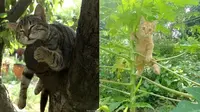 Potret lucu kucing di atas pohon (sumber: 1cak.com)