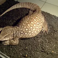 Bagaimana jika hewan berwajah sangar diperlakukan bak binatang imut seperti anjing dan kucing? Simak di sini.