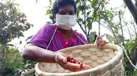 Orang-Orang Terpencil Dombu Meniti Harapan dari Kopi Kamanuru
