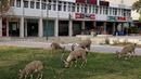 Nubian ibexes, sejenis kambing gurun memakan rumput saat berkeliaran di jalanan selama ockdown di Kota Mitzpe Ramon, Israel (4/2/2021). Penerapan lockdown ini membuat kambing gurun berkeliaran di tengah kota ketika warga dibatasi aktivitasnya. (AFP/ Menahem Kahana)