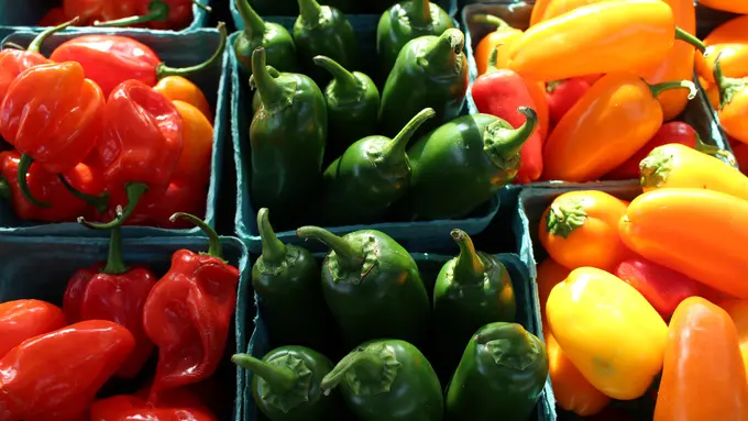 ilustrasi cabe jalapeno