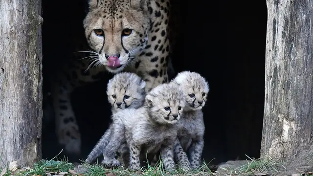 3 Bayi Cheetah Lucu Lahir di Kebun Binatang Jerman