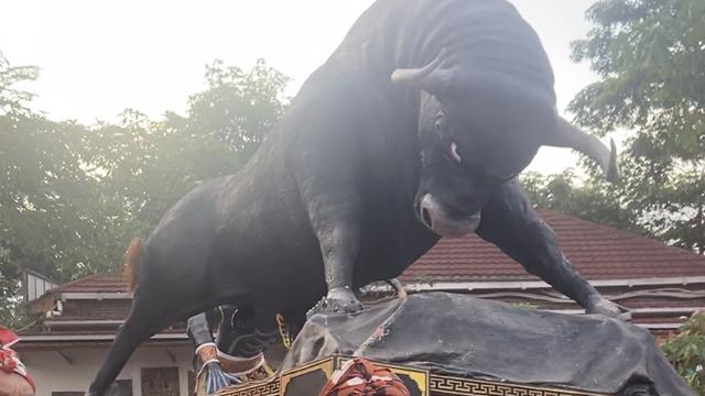 Ganjar Pranowo Disambut Banteng