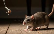 7 Cara Ampuh Mengusir Tikus Got Masuk ke Rumah saat Musim Hujan
