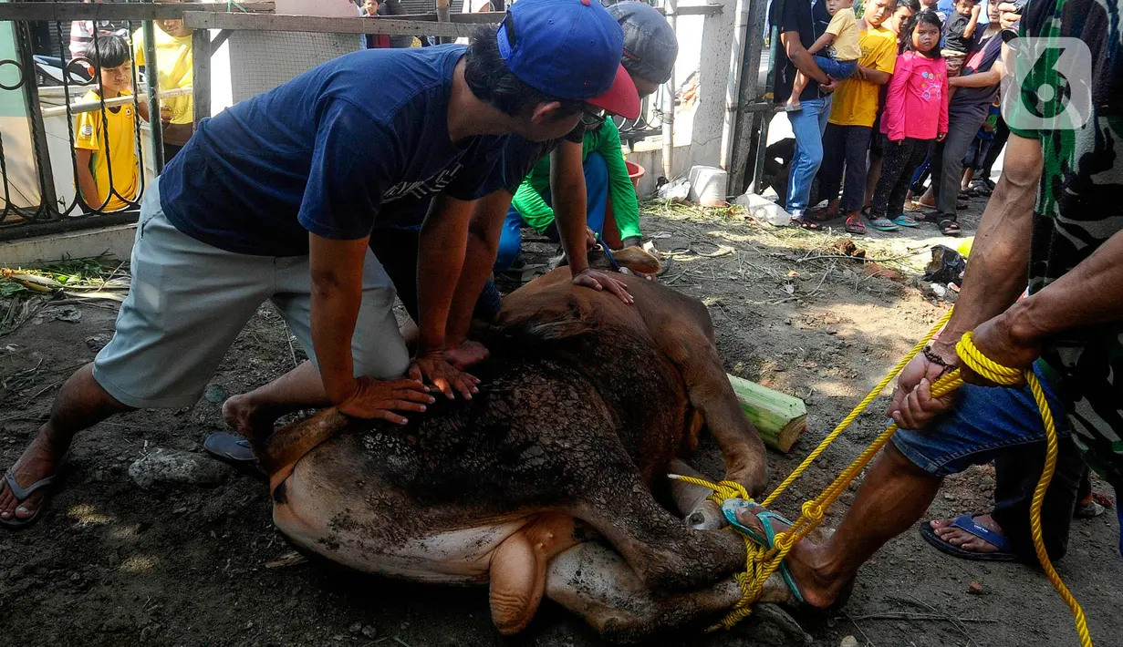 Pembagian daging hewan kurban untuk warga yang berhak menandai perayaan Hari Raya Idul Adha sesuai syariat Islam yang dicontohkan Nabi Ibrahim. (merdeka.com/Arie Basuki)