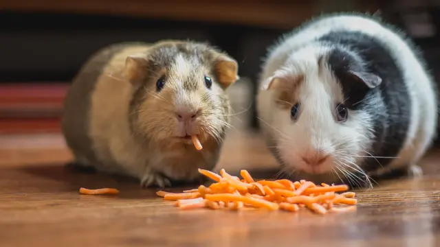 Hewan Peliharaan Hamster