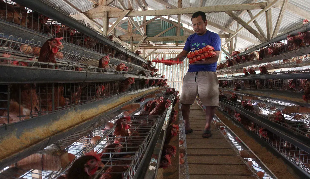 Peternak mengambil telur ayam ras pada sebuah peternakan ayam di kawasan Gunung Sindur, Bogor, Jawa Barat, Kamis  (09/07/2026).