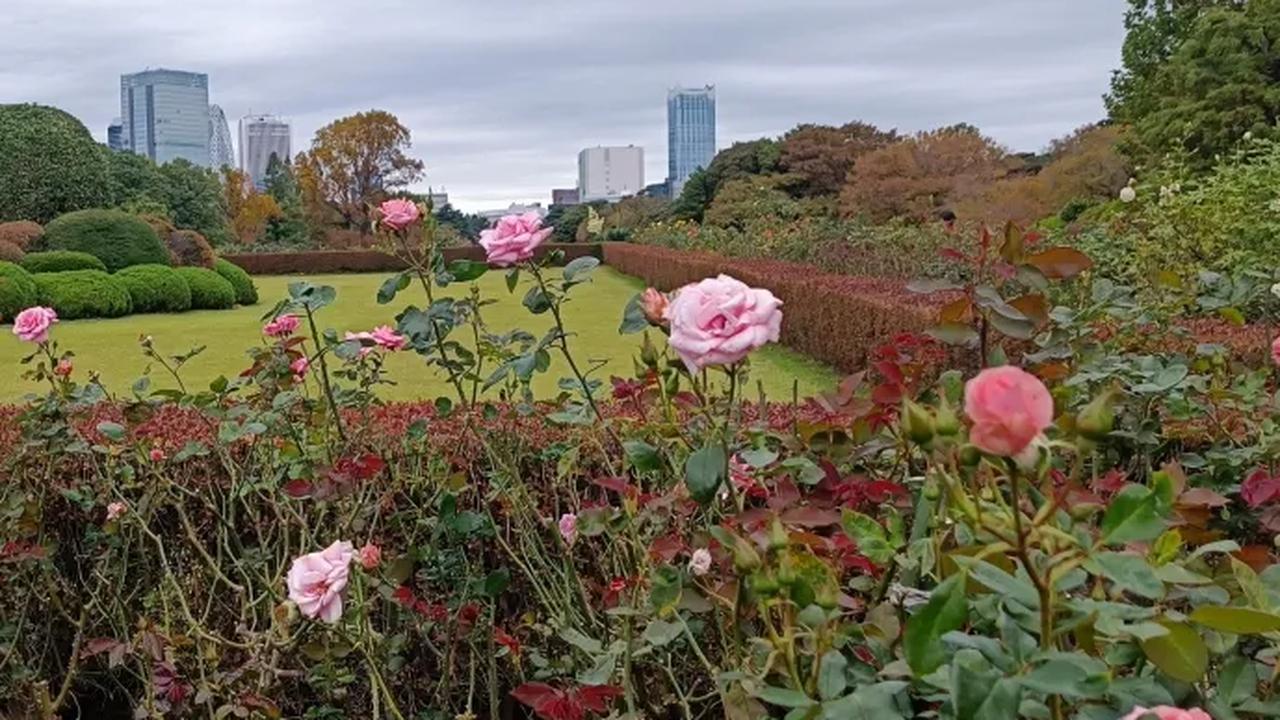 12. Menurut situs resmi Shinjuku Gyoen National Garden, ada lebih dari 100 varietas mawar yang ditanam di sini.