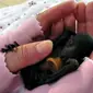 Seekor bayi kelelawar yatim piatu menikmati dot bayi pemberian manusia penolongnya.