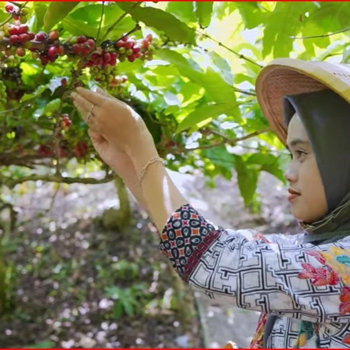 Kopi Banjarsari Magelang