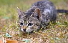 Catat! Cara Jitu Mengusir Kucing dari Rumah, Ramah Lingkungan Tak Pakai Bahan Kimia & Tanpa Kekerasan