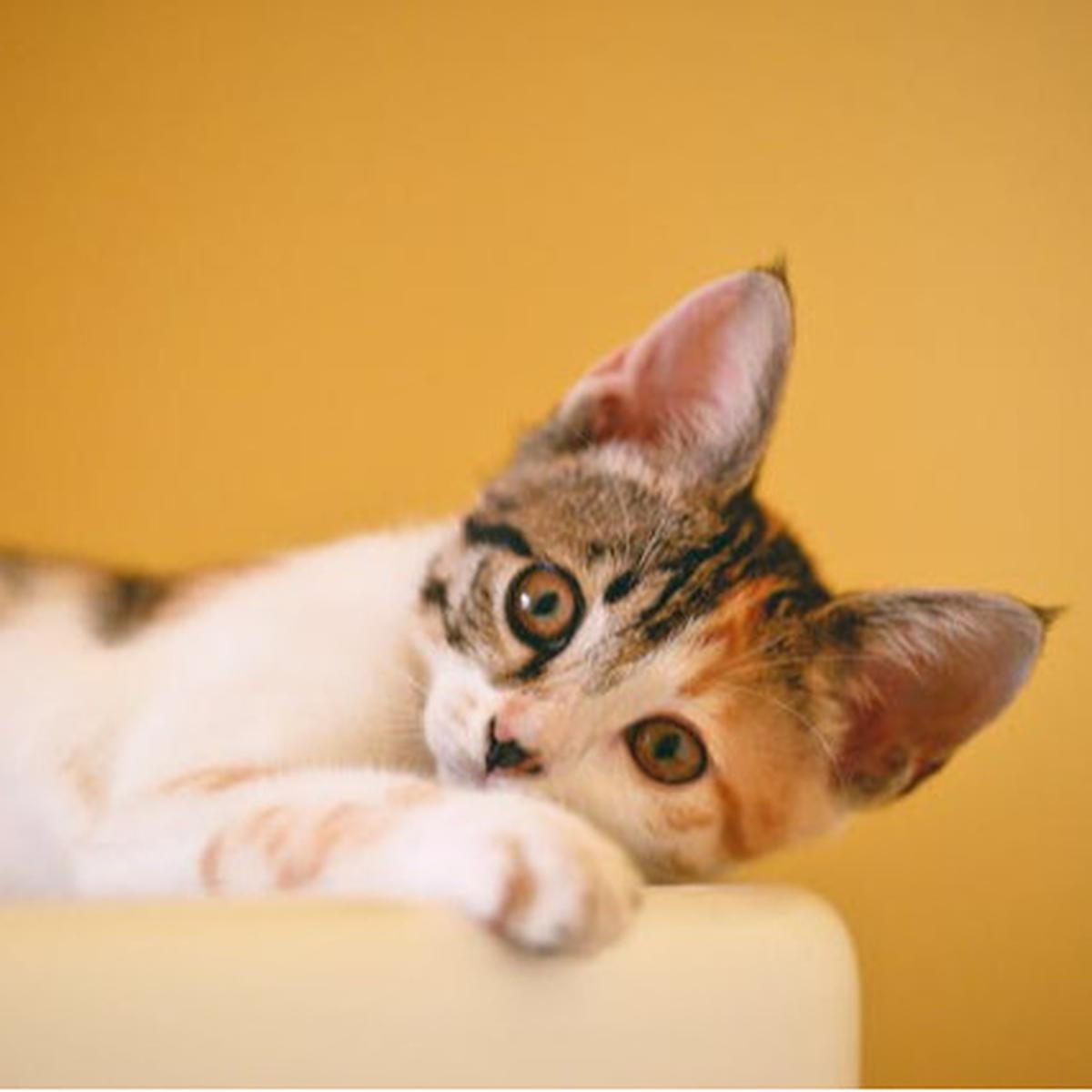 Ilustrasi Kucing Kembang Telon
