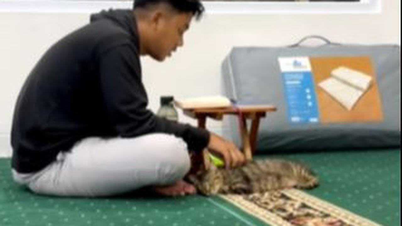 Jadi Masjid Ramah Kucing