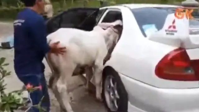 Cara Angkut Hewah Kurban Unik