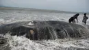 Aktivis lingkungan mengukur panjang paus yang mati terdampar di Pantai Alue Naga, Banda Aceh, Kamis (4/8). Paus tersebut memiliki panjang 10 meter dan berat sekitar 2 ton. (AFP PHOTO/ Chaideer Mahyuddin)