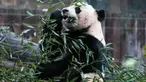 Panda raksasa, Bei Bei memakan bambu sebelum kembali ke China, di Kebun Binatang Nasional Smithsonian, Washington DC, Selasa (19/11/2019). Panda raksasa kelahiran Amerika Serikat ini mendapatkan jet pribadi untuk penerbangannya selama 16 jam pulang ke China.  (AP/Michael A. McCoy)