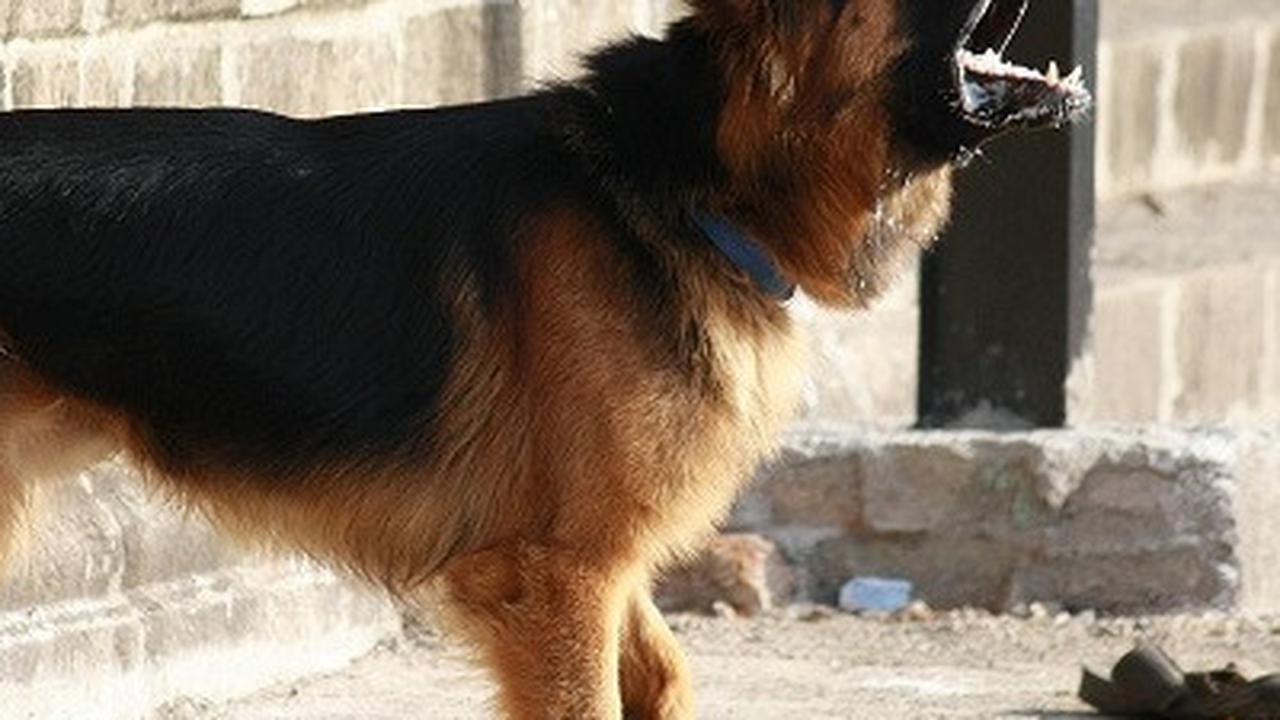 Ilustrasi anjing German Shepherds. (Dok. Pixabay/PDPics)