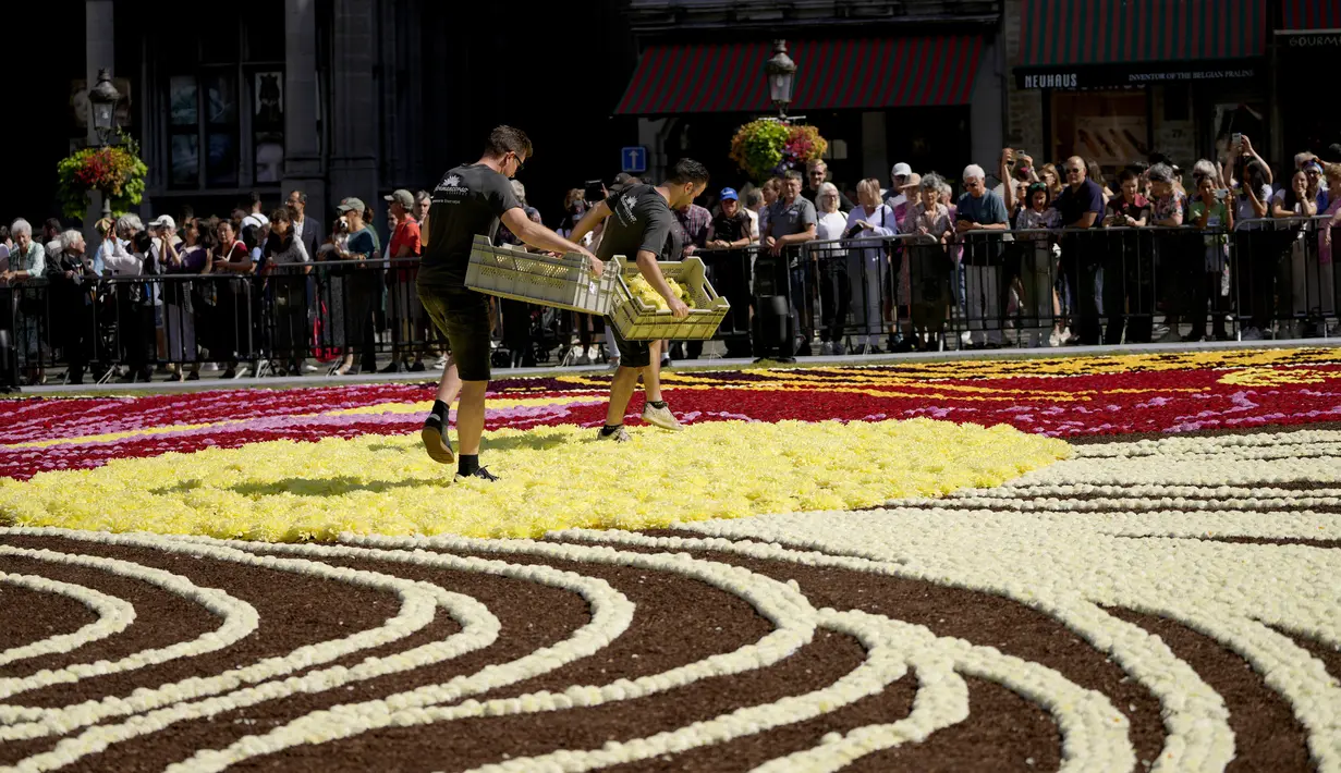 Para sukarelawan bekerja menempatkan bunga begonia ke dalam karpet bunga raksasa bertema Art Nouveau di Grand Place yang bersejarah di Brussels, Belgia, Kamis, 15 Agustus 2024. (AP Photo/Virginia Mayo)