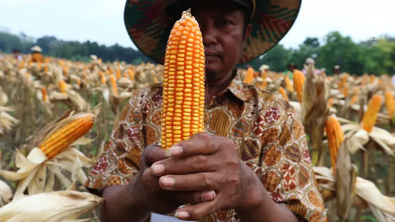 Panen Raya, Petani Tuban Hasilkan 33,7 Ton Jagung