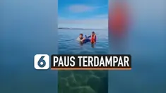PAUS TERDAMPAR