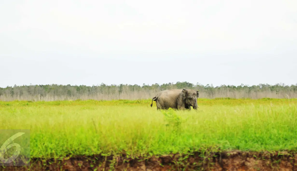 Gajah Sumatera sedang mencari makan di Sebokor, Ogan Komering Ilir, Sumatra Selatan, (25/3). Selain masuk daftar merah spesies yang terancam punah, Gajah Sumatra juga masuk dalam satwa dilindungi menurut UU No 5 Tahun 1990. (Liputan6.com/Gempur M Surya)