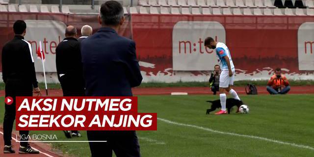 VIDEO: Aksi Lucu Nutmeg Seekor Anjing di Liga Bosnia