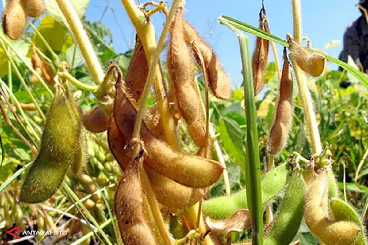 petani-kedelai-140203c.jpg