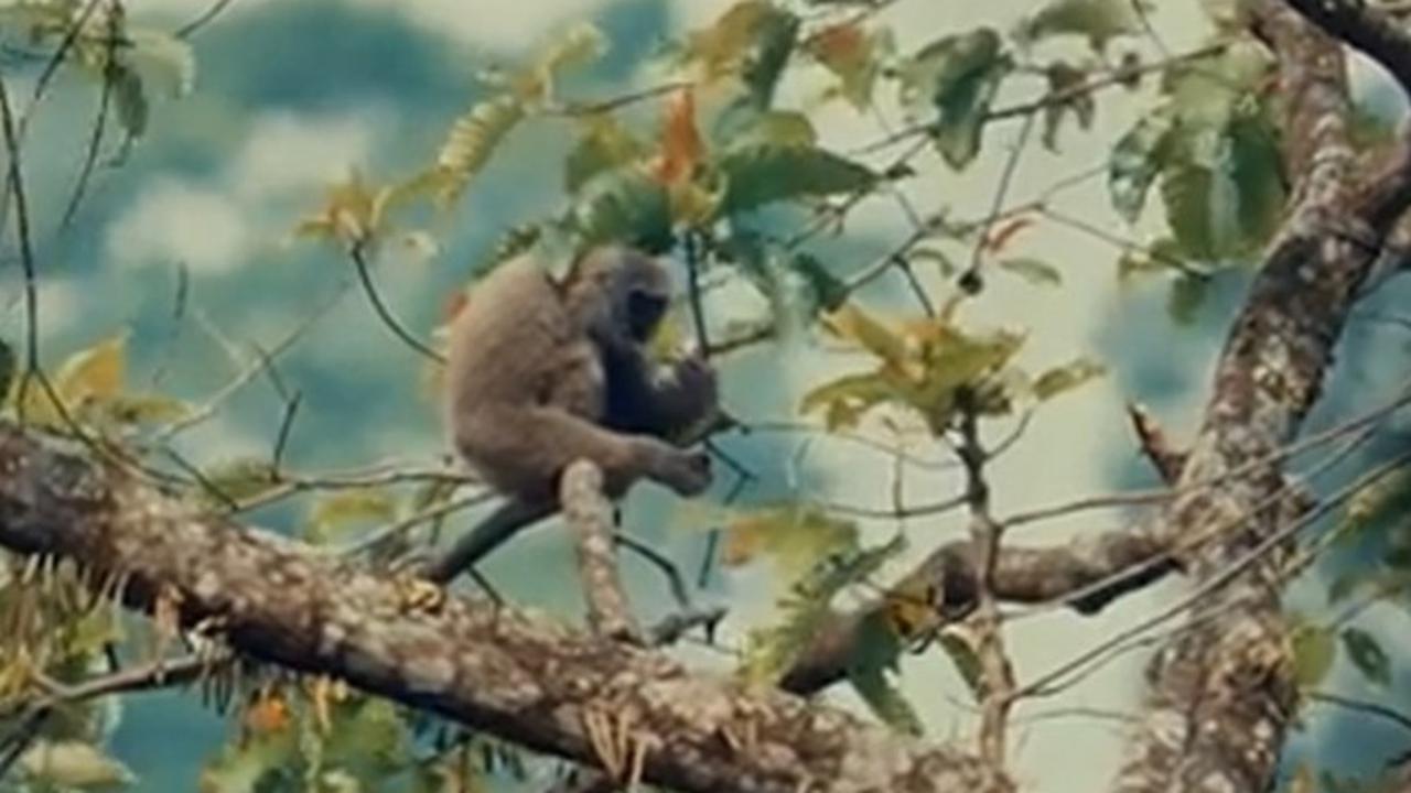 Konservasi Owa Jawa di Petungkriyono
