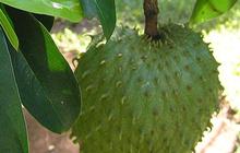 Khasiat Daun Sirsak, Ternyata Bisa Bantu Mengobati Asam Urat dan Diabetes