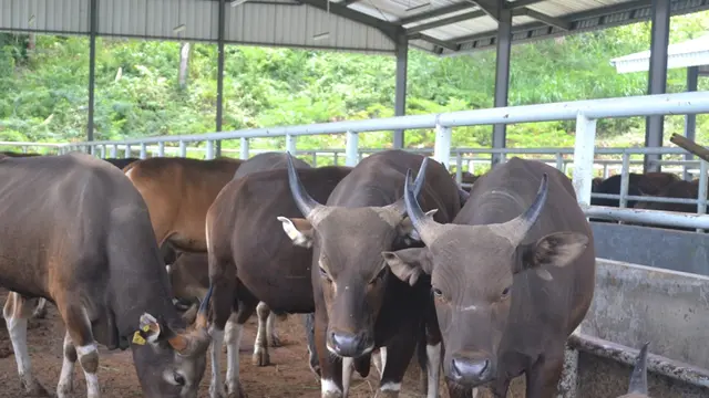 Sapi-Sapi Bali di Lembah Kematian Nusakambangan