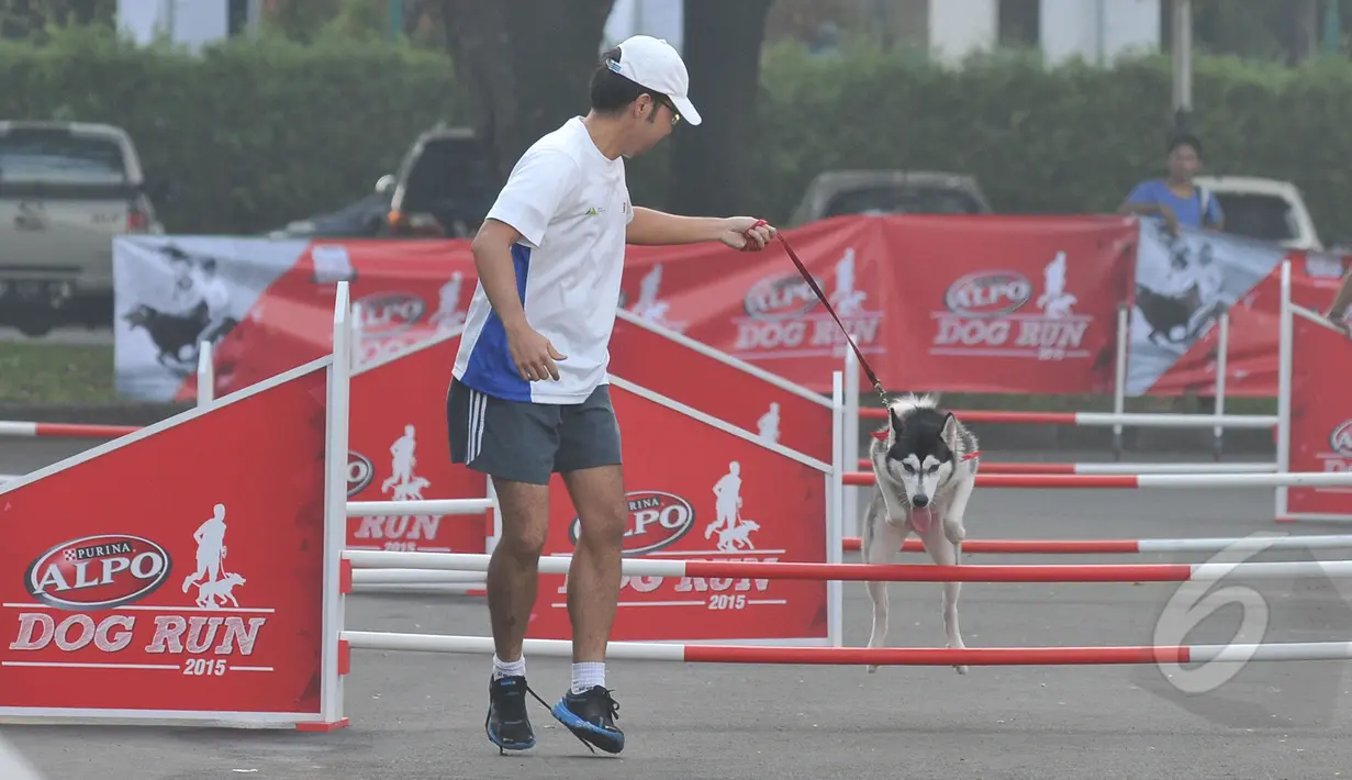 Seorang peserta dan anjing peliharaannya saat mengikuti Purina Alpo Dog Run 2015 di Lapangan Parkir Timur Senayan, Jakarta, Minggu (24/5/2015). Acara tersebut dimanfaatkan para pemilik anjing untuk berbagi informasi. (Liputan6.com/Herman Zakharia)