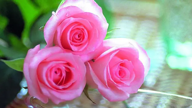 Copyright by Shutterstock.com