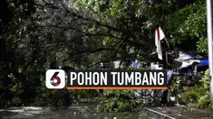 pohon tumbang thumbnail