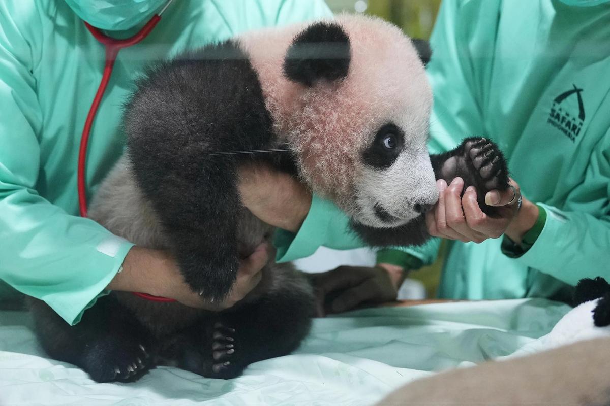 FOTO: Bayi Panda Rio Tumbuh Aktif  Menjelang Diperkenalkan ke Publik