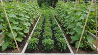 7 Ide Kebun Timun di Lahan 2x2 Tapi Panen Banyak, Hasilnya Fantastis