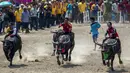 Sejumlah joki memacu kerbaunya bersaing dalam festival balap kerbau di Chonburi, Thailand (26/10/2015). Festival tahunan itu diikuti puluhan petani di Chonburi untuk merayakan panen padi. (Reuters/Athit Perawongmetha)