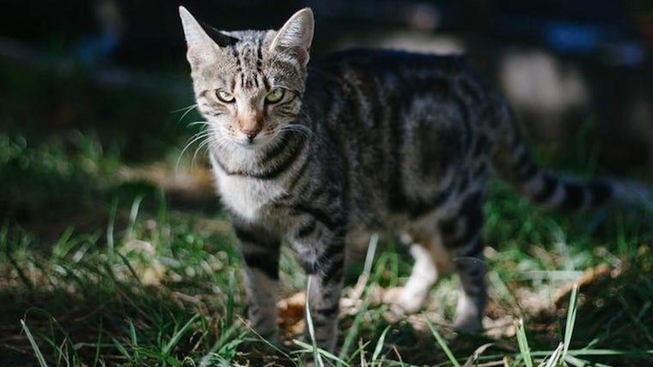 Ilustrasi Kucing Moggy