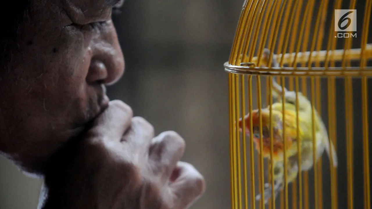 Budidaya Burung Lovebird