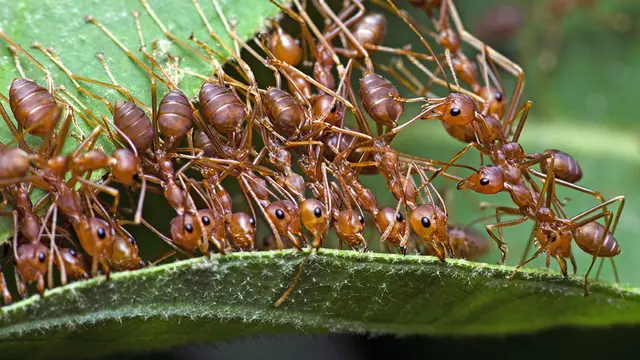 Ternak Kroto
