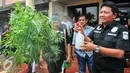 Barang bukti tanaman ganja yang berumur 6 bulan, Jakarta, Rabu (27/4). Polres Jakarta Barat menangkap pria berinisal DI (37) yang kedapatan menanam puluhan pot ganja di Apartemen di kawasan Pluit, Jakarta Utara. (Liputan6.com/Yoppy Renato)