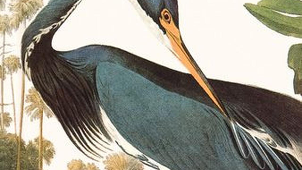 9. Birds of America<br>